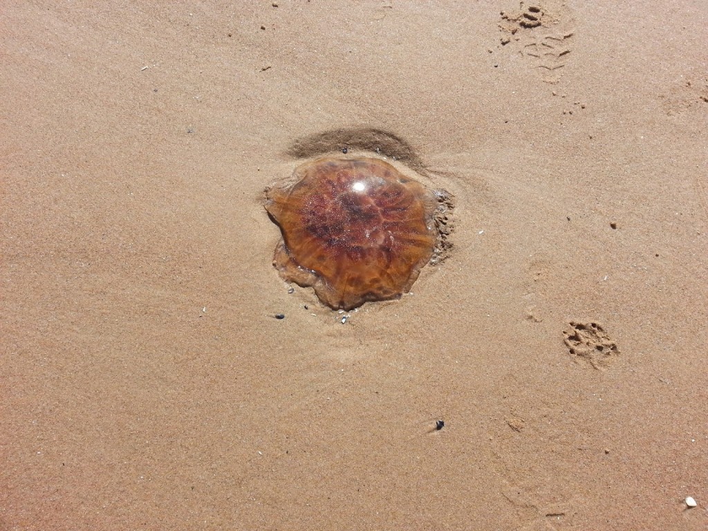 Jellyfish On New Smurna Beach Our Beach Communities Blog