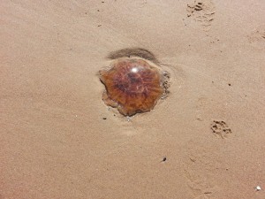 Mauve Stinger Jellyfish New Smyrna Beach