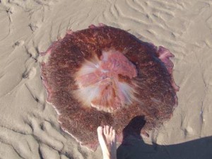 Lion's Mane Jellyfish New Smyrna Beach