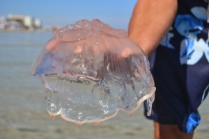 Moon Jellyfish New Smyrna Beach